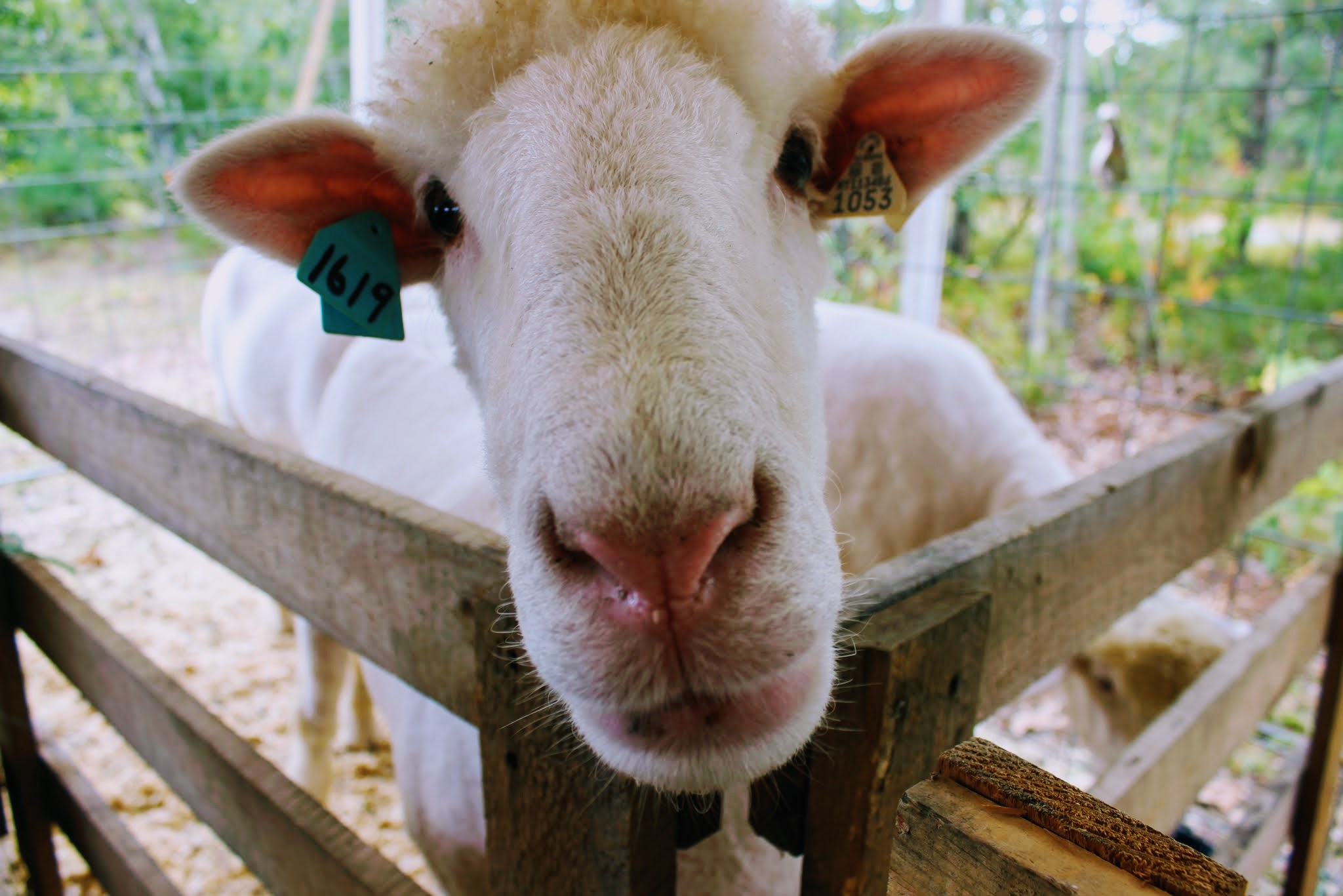 Sterling Fair 2024 Goat Show Information Details Una Lianne